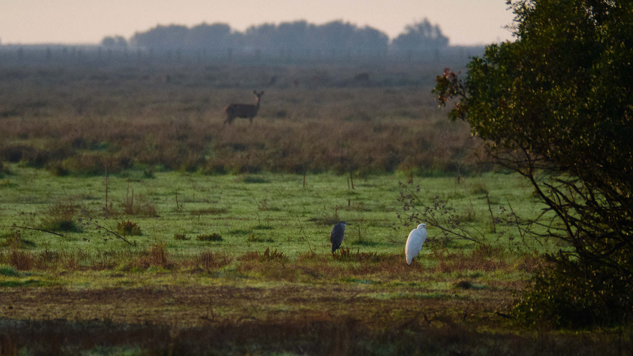 Parque Nacional de Donaña - Andalucia - Spanien